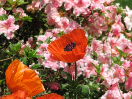 Bright Orange Poppy - garden, pink flowers, orange poppies