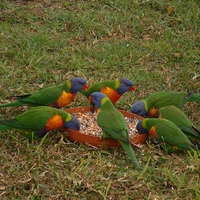 Rainbow Lorikeets Feeding