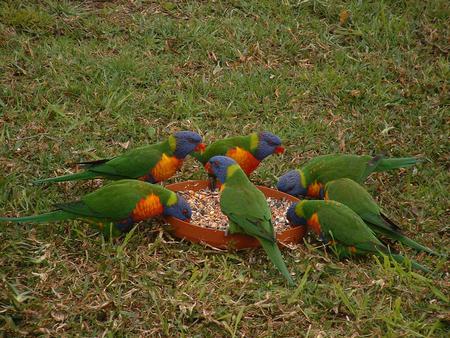 Rainbow Lorikeets Feeding