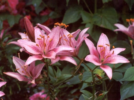 Asiatic Lily - oriental, pink flowers, asiatic lily, garden