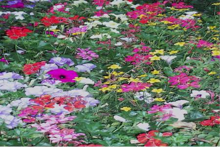 Flower Garden - flowers, garden