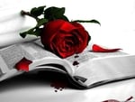 Rose on the book