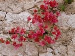 	bougainvilliers ...chemin de la madone noire au dessus de VILLEFRANCHE SUR MER