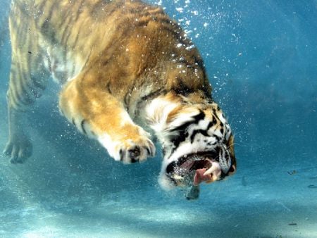 You can run but you can't hide! - hide, water, swimming, run, tiger