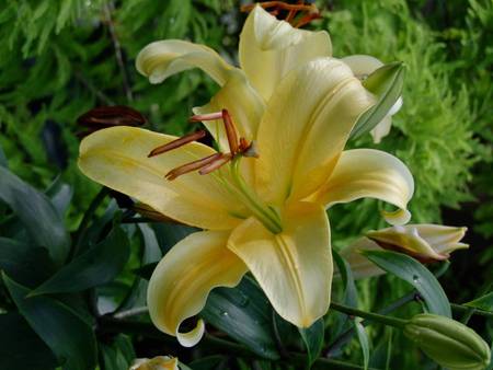 Trumpet Lily - trumpet lily, yellow flower, garden