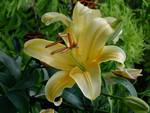 Trumpet Lily