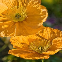 Golden Poppy