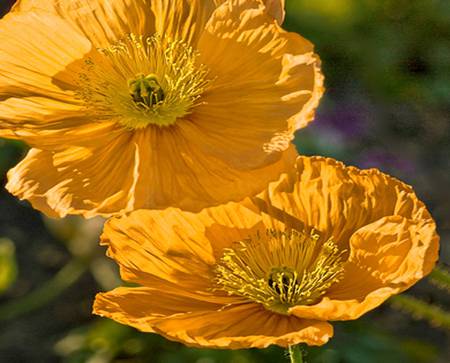 Golden Poppy - golden poppy, oriental, flowers