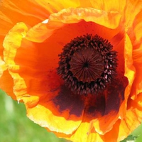 Orange Poppy