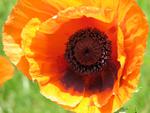 Orange Poppy