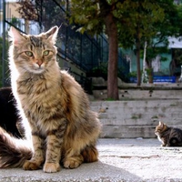 	istanbul cats