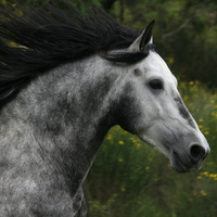 Hispano Arabian Stallion Close Up