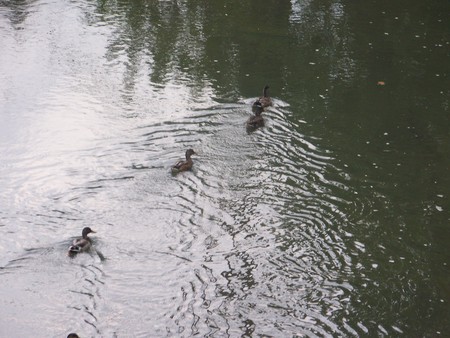 River Ducks - swiming ducks, river