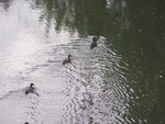 River Ducks