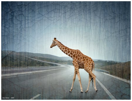 Daydreaming Giraffe - highway, daydreaming, giraffe