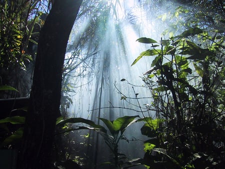 Jungle Dreaming - sunbeams, trees, jungle, vines