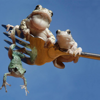 Frogs on a Fork