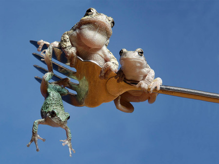 Frogs on a Fork - comedy, sky, blue, green, funny