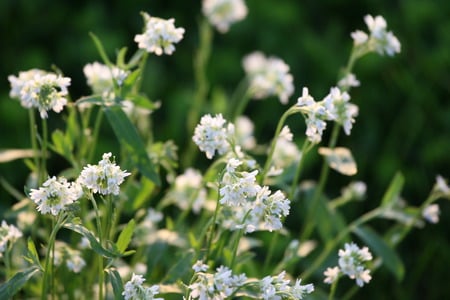 white flowers - white, flower, nature