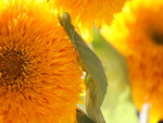 sunflowers