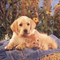 Puppy and kitten