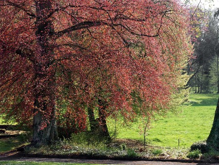 Red tree - trees, red