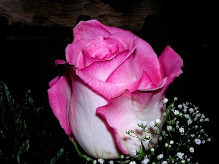 Pink rose - flowers, roses