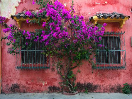 	Cartagena de Indias - flowers, windows