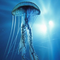 electric jellyfish