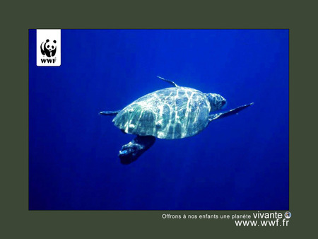 WWF wildlife protection