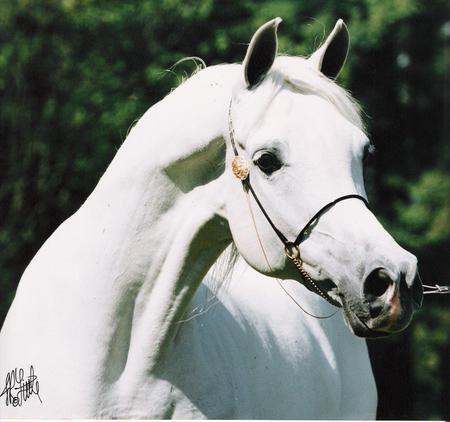 White Arabian Close-Up - horses, arabian horse, animals, white horse