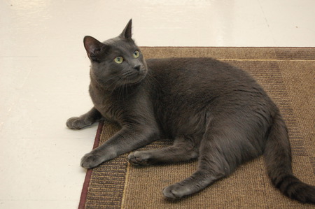 Simon The Cat - dark grey, ruler, my baby, smart