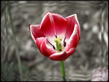 Red flower - flowers, 3d