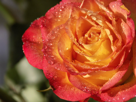 Orange rose - flowers, roses