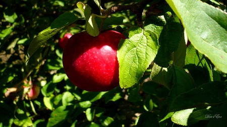 Hiding - apple, widescreen, washington, fruit