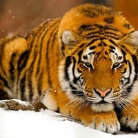 Tigre des neiges