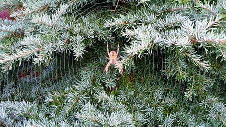 September Spider - spider, tree, dew, widescreen, washington, web