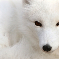 Renard des neiges