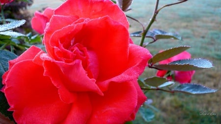 Perfect Morning Rose - dew, widescreen, flower, washington