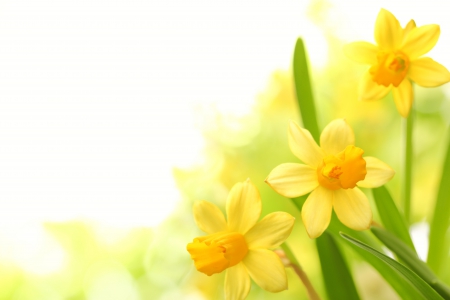 Yellow Flowers - flowers, yellow flowers, petals, spring