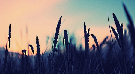 grain - field, grasses, sky, up