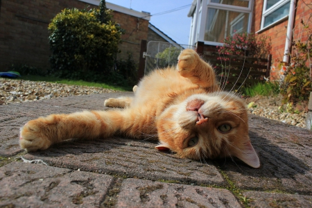 Cat - hat, pretty, cat face, beautiful, lovely, paws, cat, kitten, cute, cats, face, sleeping, animals, kitty