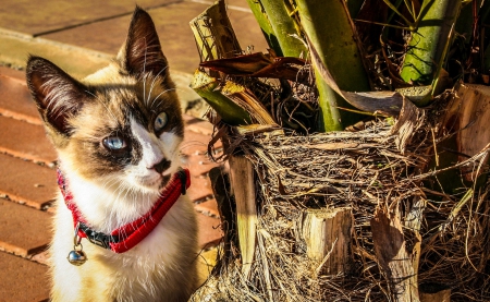 Cat - hat, pretty, cat face, beautiful, lovely, paws, cat, kitten, cute, cats, face, sleeping, animals, kitty