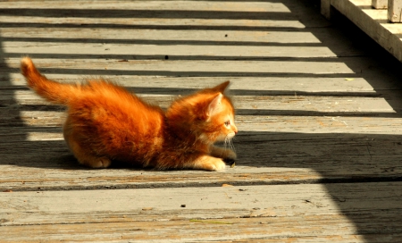 Cat - paws, face, pretty, cute, animals, beautiful, cat, sleeping, kitty, cats, kitten, hat, lovely, cat face