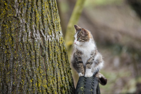 Cat - hat, pretty, cat face, beautiful, lovely, paws, cat, kitten, cute, cats, face, sleeping, animals, kitty