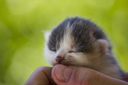 Cat - hat, pretty, cat face, beautiful, lovely, paws, cat, kitten, cute, cats, face, sleeping, animals, kitty