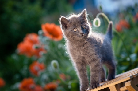 Cat - hat, pretty, cat face, beautiful, lovely, paws, cat, kitten, cute, cats, face, sleeping, animals, kitty