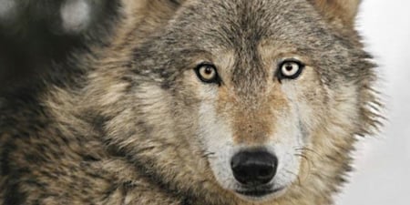 grey wolf - reddish, fur, face, yellow