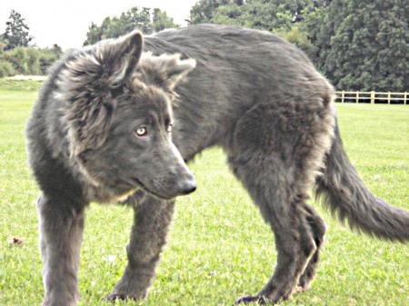 grey dog - german, floppy, shepherd, ears