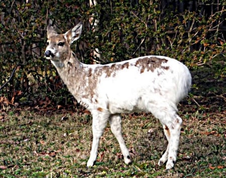 White deer - white, brown, woods, part